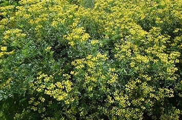 Heirloom Semi Erbe Flower seeds for Planting Drought Tolerant Heirloom & GMO Free Seeds for Home Garden 
 
 Sale for planting in home garden