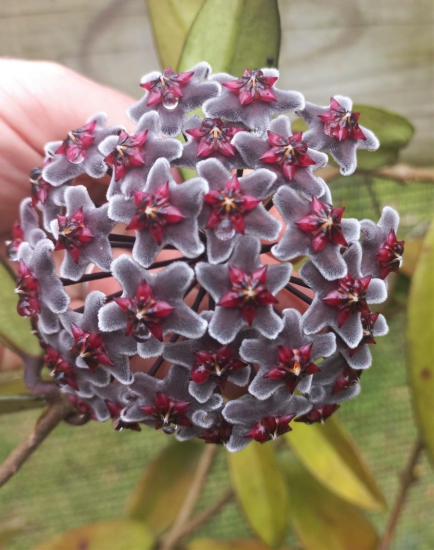 MultiColored Hoya Flower Seeds for Planting Easy to Grow Heirloom & GMO Free Seeds for Home Garden
 
 Sale for planting in home garden