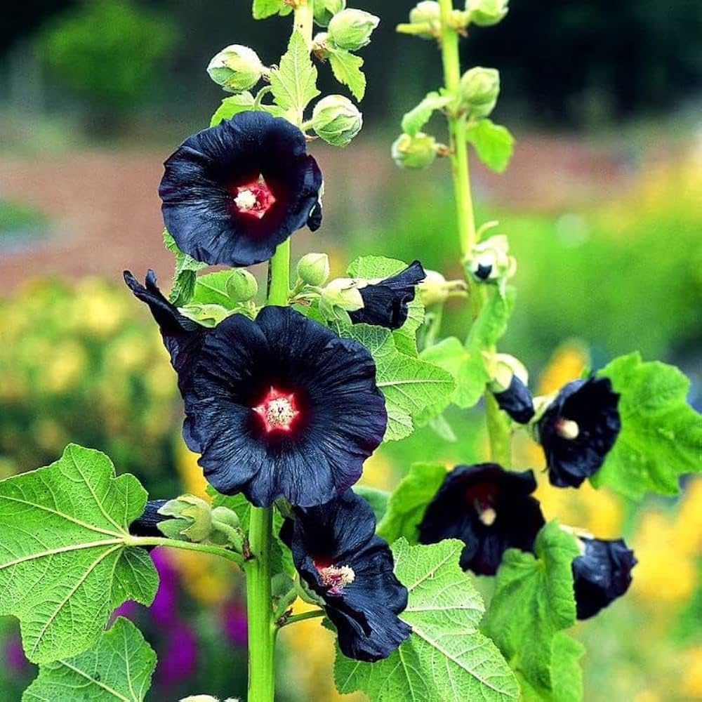 Black Hollyhock Flower seeds for Planting - Pollinator Friendly, Heirloom & GMO Free Seeds for Home Garden
 
 Sale for planting in home garden.
