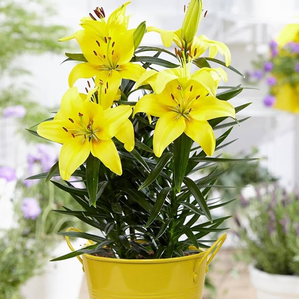 Elegant Lily Lilium for planting in flower bed
