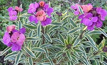Purple Pink Linifolium Flower seeds for Planting - Perfect for Borders, Heirloom & GMO Free Seeds for Home Garden
 
 Sale for planting in home garden.