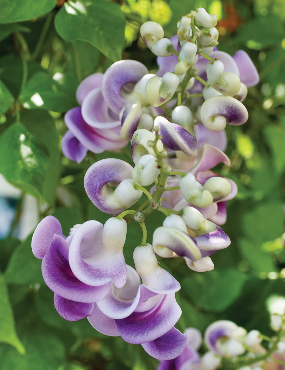 Corkscrew Flower Vigna caracalla for planting in ornamental garden