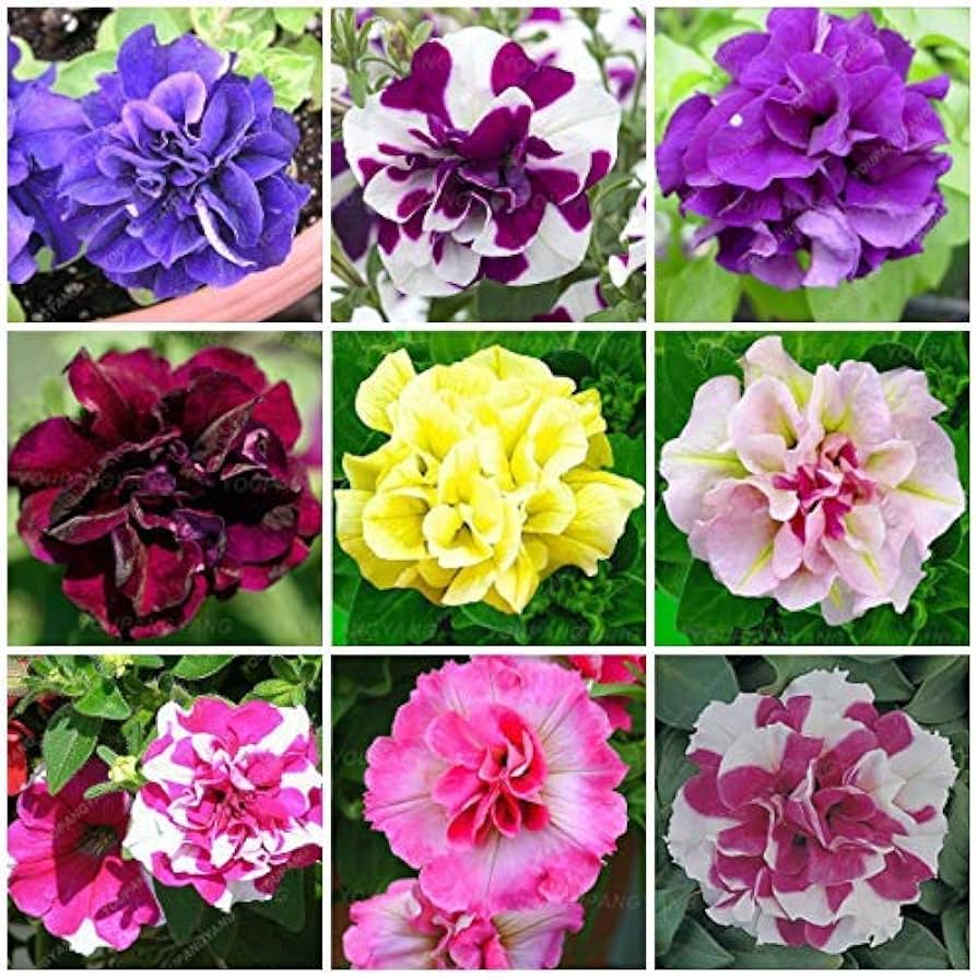 Petunia E Rider EZ Rider Frilly Ruffle Mix Petunia Seeds – Unique Frilled Blooms