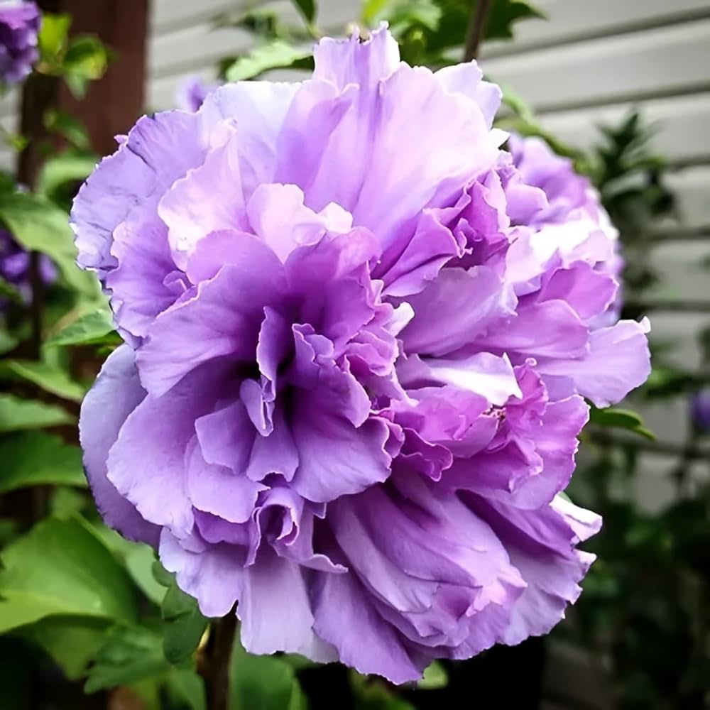 Blueberry Hibiscus Alyogyne huegelii flower seeds