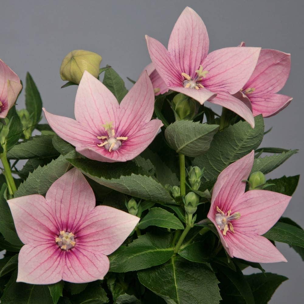Pink Balloon Flower seeds for Planting - Drought Tolerant, Heirloom & GMO Free Seeds for Home Garden
 
 Sale for planting in home garden