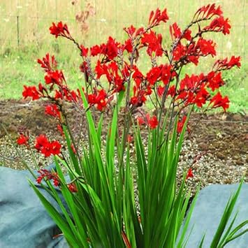 Heirloom Crocosmia Flower seeds for Planting Low Maintenance Heirloom & GMO Free Seeds for Home Garden 
 
 Sale for planting in home garden