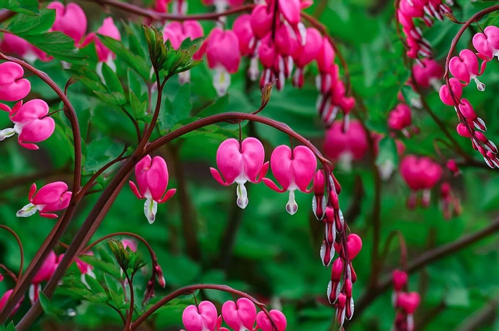 Bleeding (Bleeding Hearts) seeds for planting in home garden