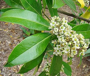 Ilex Paraguayensis Flower seeds for Planting - Sun Loving, Heirloom & GMO Free Seeds for Home Garden
 
 Sale seeds for planting in home garden
