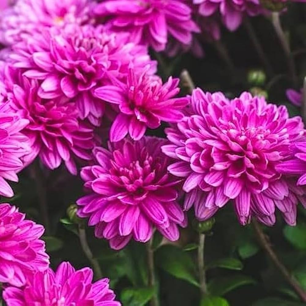 Chrysanthemum Chrysanthemum spp. Seeds for planting in flower bed