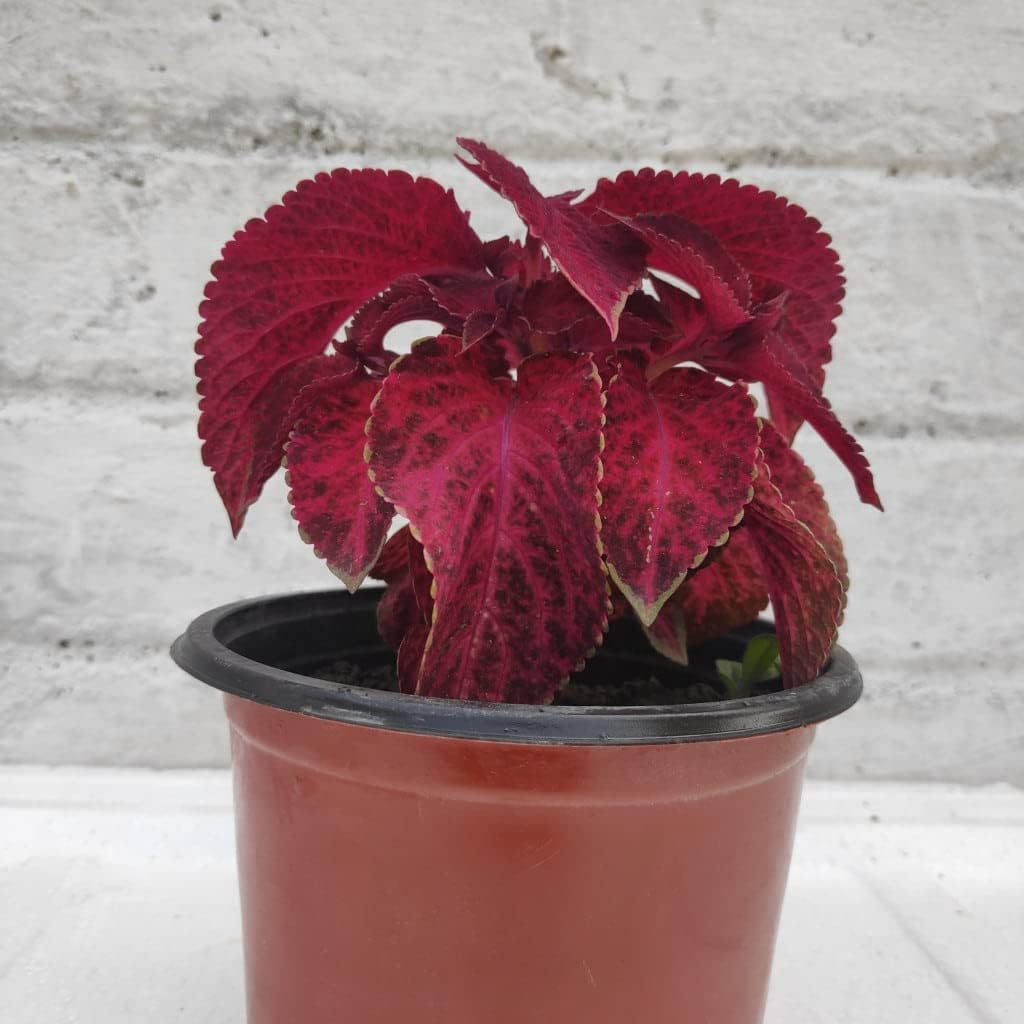 Red (Red Dragon) seeds for planting in home garden