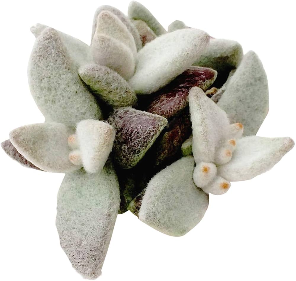 Kalanchoe blossfeldiana for planting in flower bed