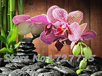 Pink Doritaenopsis Flower seeds for Planting - Easy to Grow, Heirloom & GMO Free Seeds for Home Garden
 
 Sale for planting in home garden.