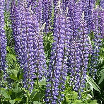 Blue Lupine Seeds For Planting Hardy Blooms