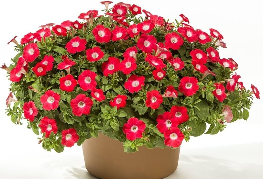 Freiheit Raspberry Vein Petunia flower seeds for bold blooms