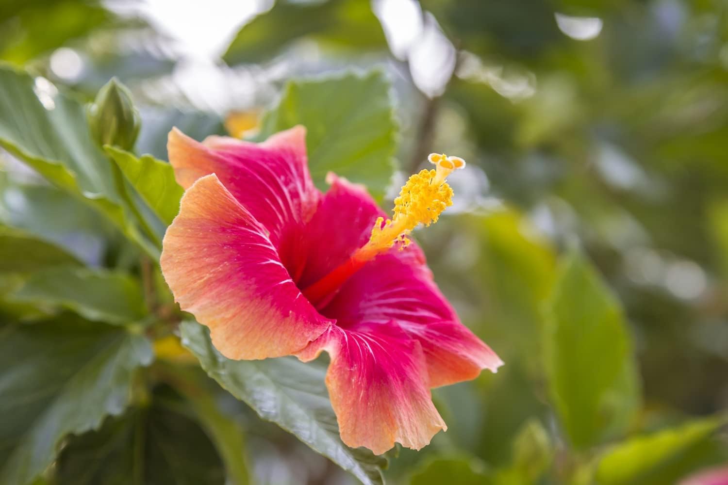 Mischfarbe Hibiskus Hibiscus rosa-sinensis for planting in flower bed
