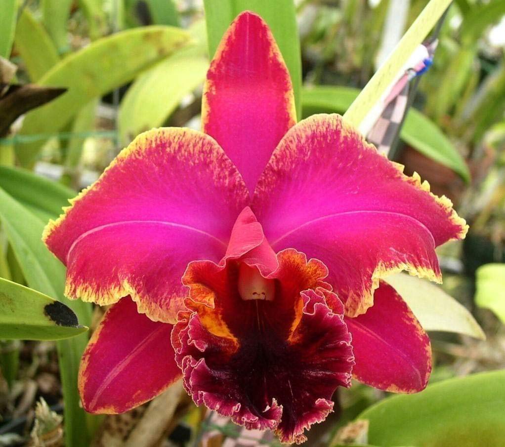 Orchid Orchidaceae seeds for planting in home garden