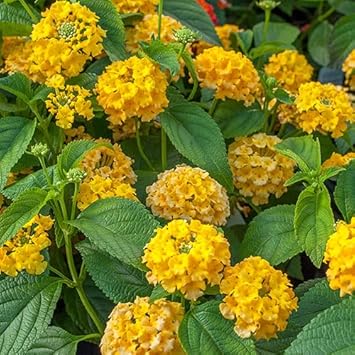 Deep Yellow Lantana Flower Seed for Planting Colorful Display Heirloom & GMO Free Seeds for Home Garden 
 
 Sale for planting in home garden