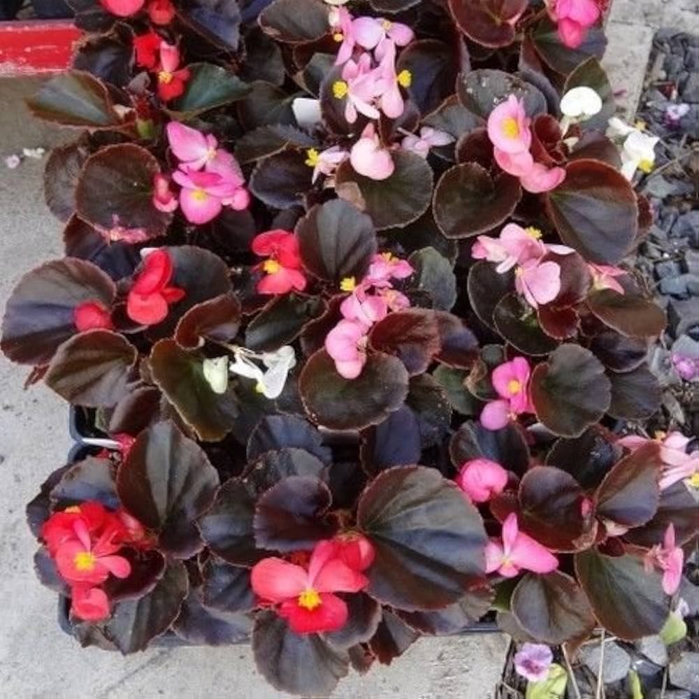 Pelleted Seeds Begonia Schokoladen Sampler Mix