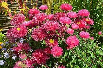 Pink Callistephus Flower seeds for Planting Vibrant Colors Heirloom & GMO Free Seeds For Home Garden 
 
 Sale for planting in home garden