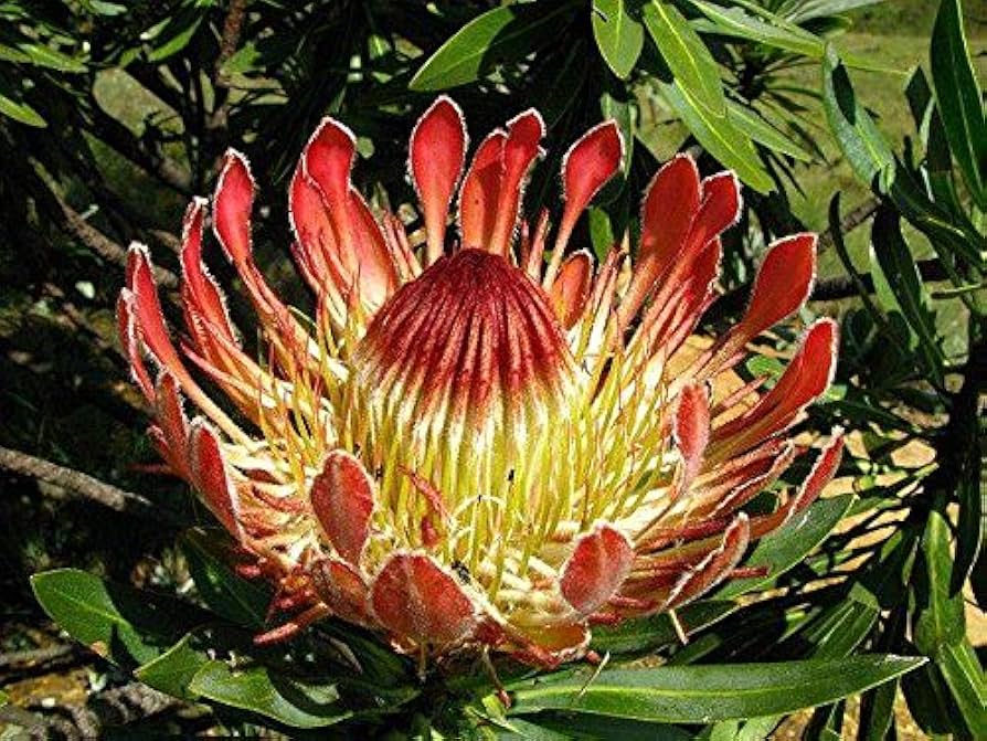Protea Roupelliae Silver Sugarbush for planting