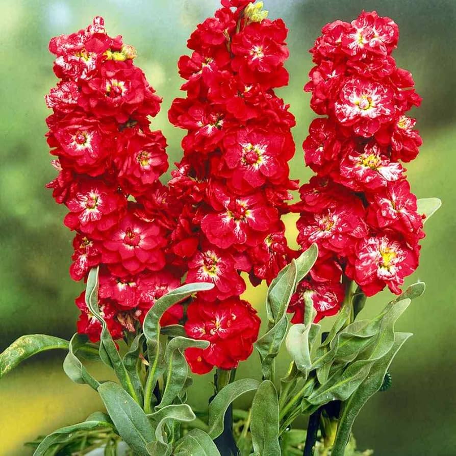 Red Matthiola Flower seeds for Planting - Fragrant Blossoms, Heirloom & GMO Free Seeds for Home Garden
 
 Sale for planting in home garden.