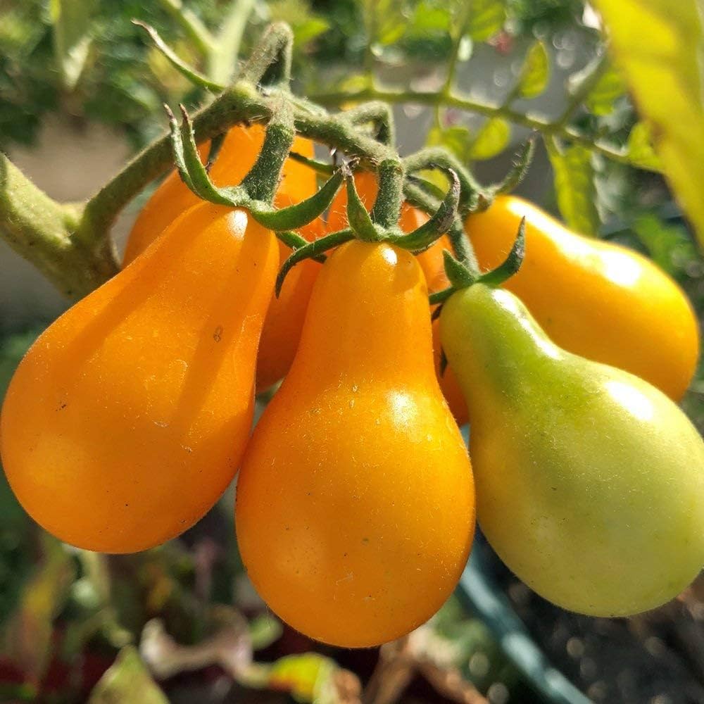 Bio Yellow Pear Tomato for planting in vegetable patch