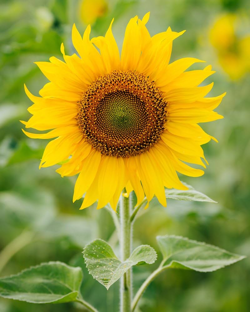 Kong Giant Sunflower Helianthus annuus for planting in flower bed