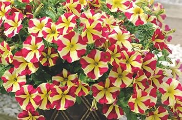 Red Yellow Petunia Planting Seeds