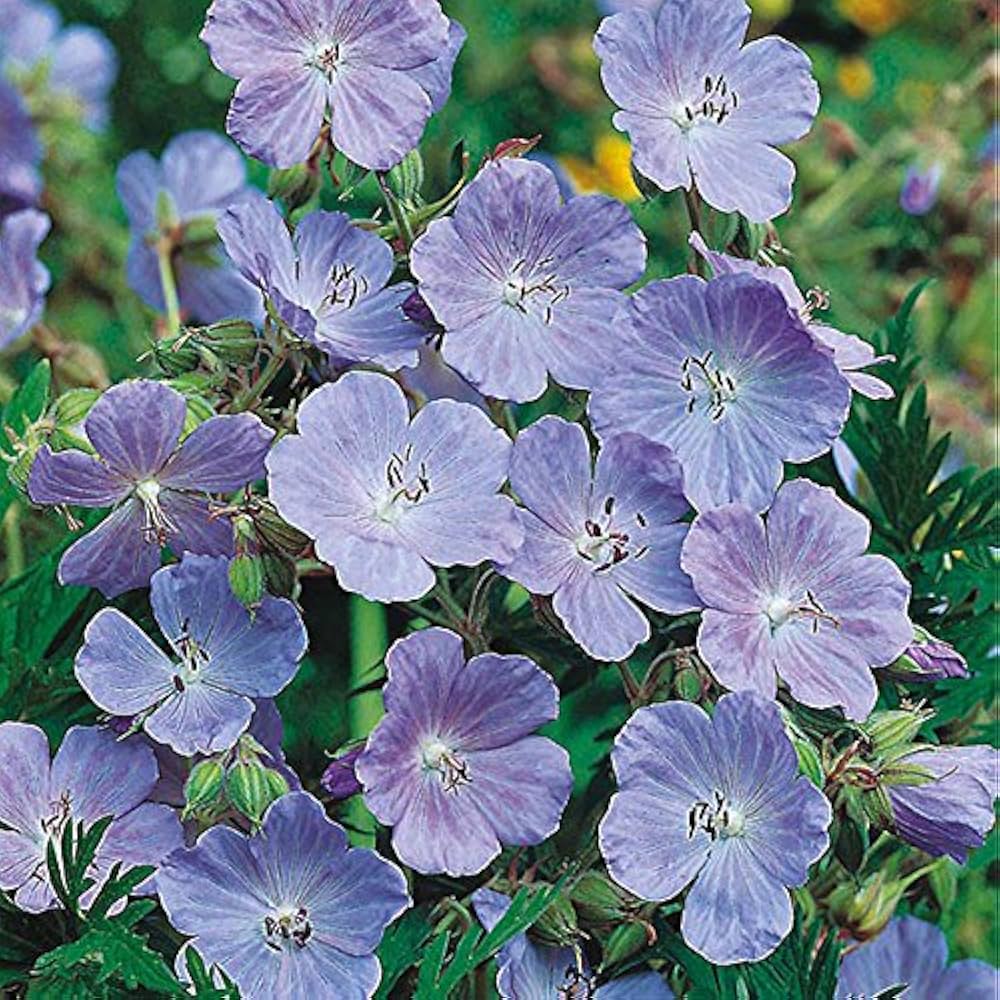 Blue Geranium Geranium spp. Seeds for planting in flower bed