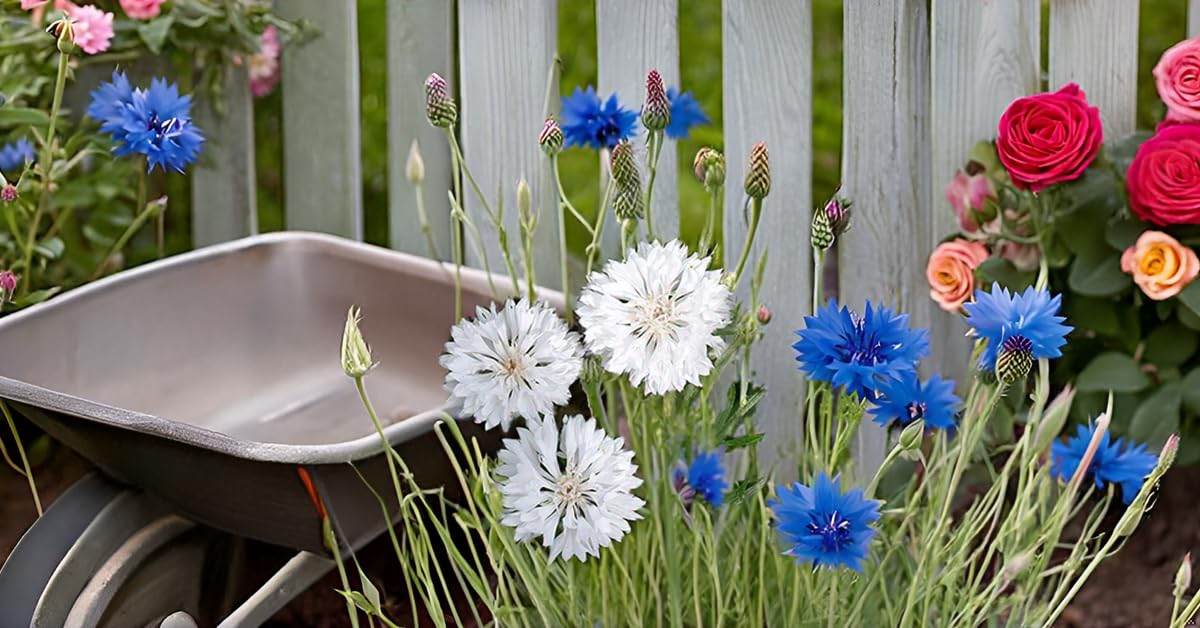 Cornflower Seeds for Ornamental Bonsai Flower Gardens
