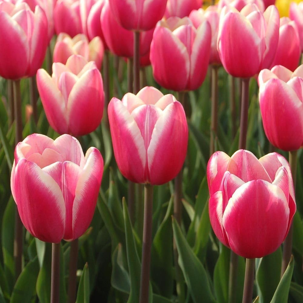 Pink White Tulip Flower seeds for Planting - Fragrant Blossoms, Heirloom & GMO Free Seeds for Home Garden
 
 Sale seeds for home garden