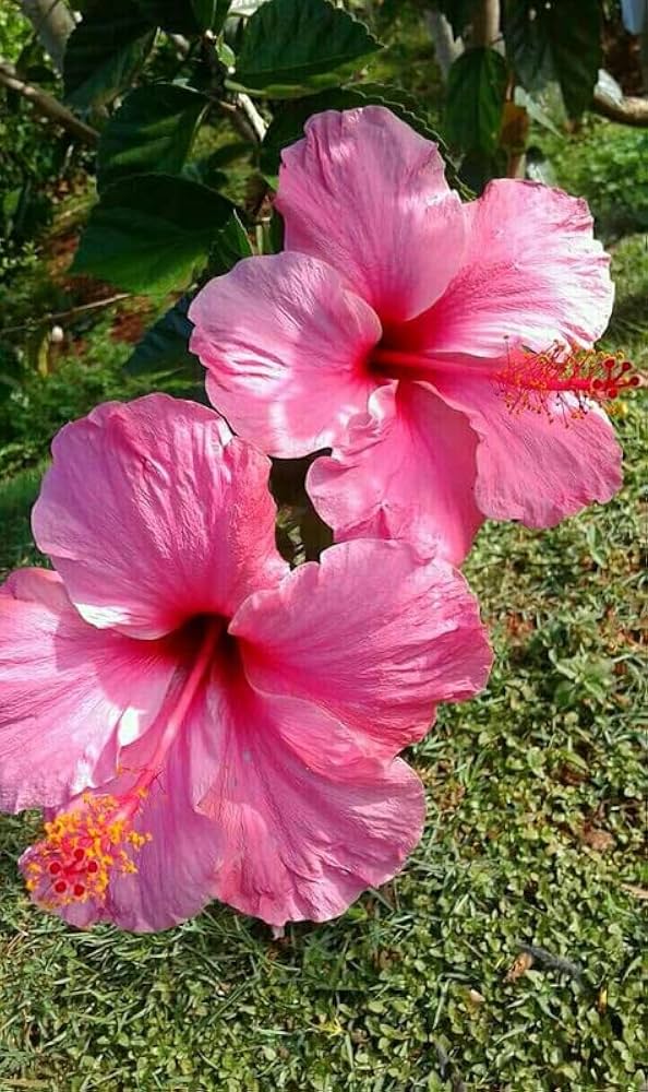 Hibiscus Hibiscus rosa-sinensis for planting in flower bed
