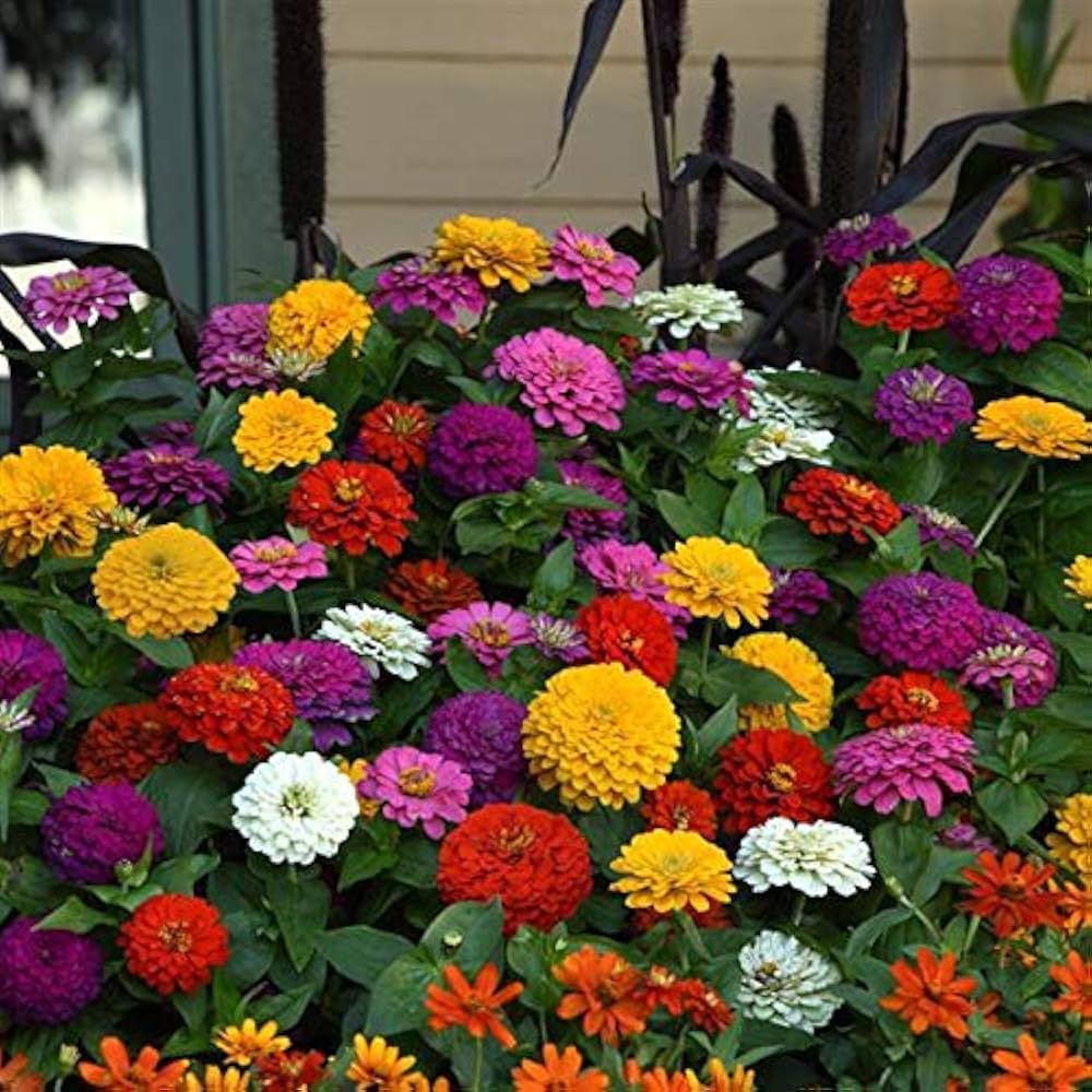 Vibrant Zinnia Flower Seeds: Yellow & Pink For Lively Planting Seeds