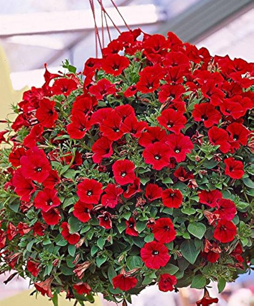 Petunia Hulahoop Red seeds for bold red petunia blooms