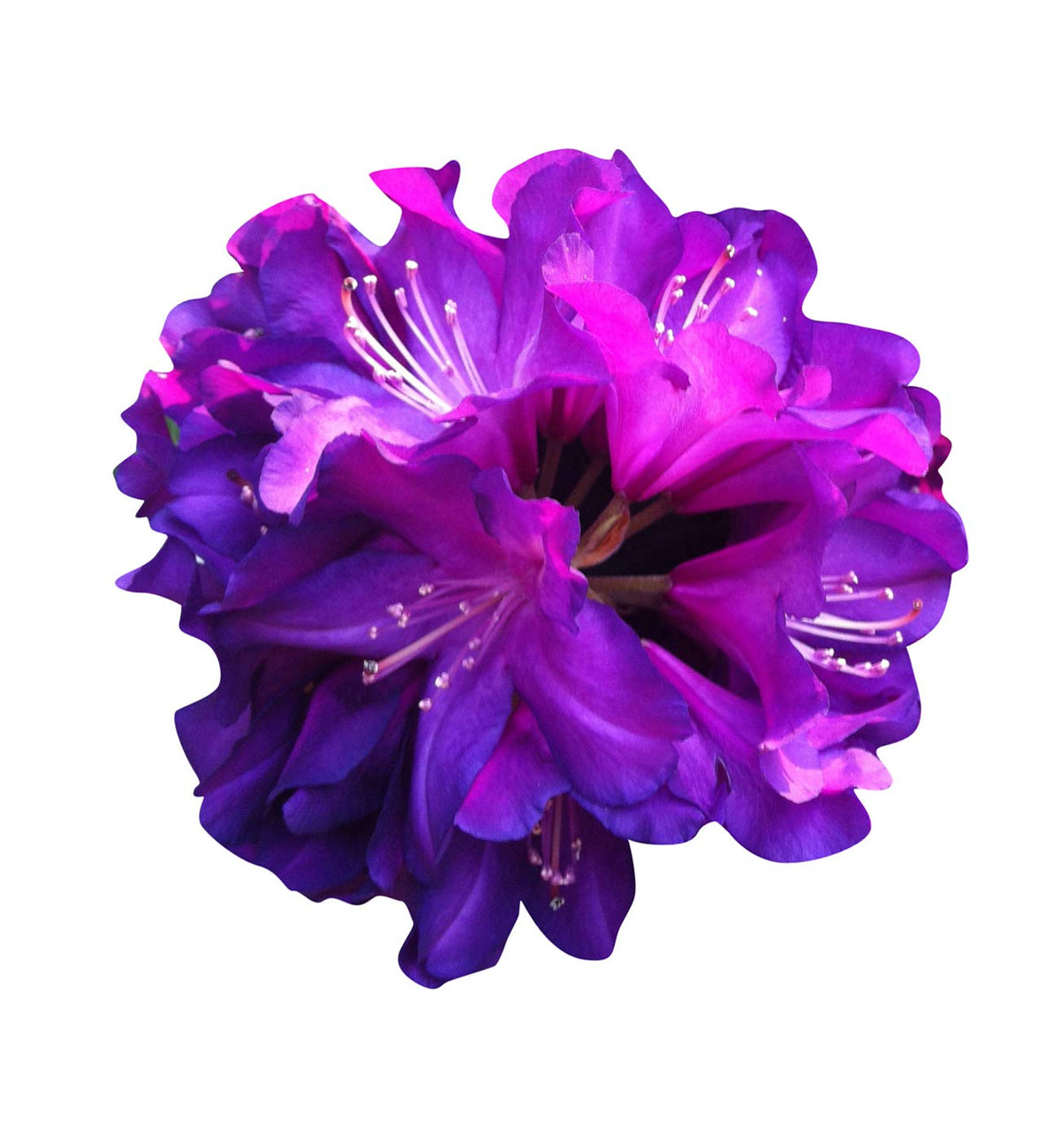 Purple (Purple Azalea) seeds for planting in home garden