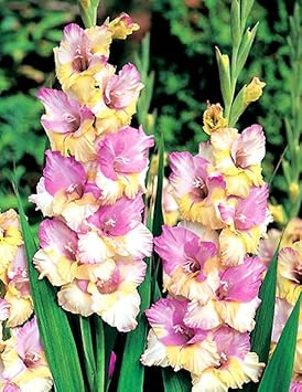 Pink Sweet Pea Flower Seeds for Planting Seasonal Bloomer Heirloom & GMO Free Seeds for Home Garden
 
 Sale for planting in home garden