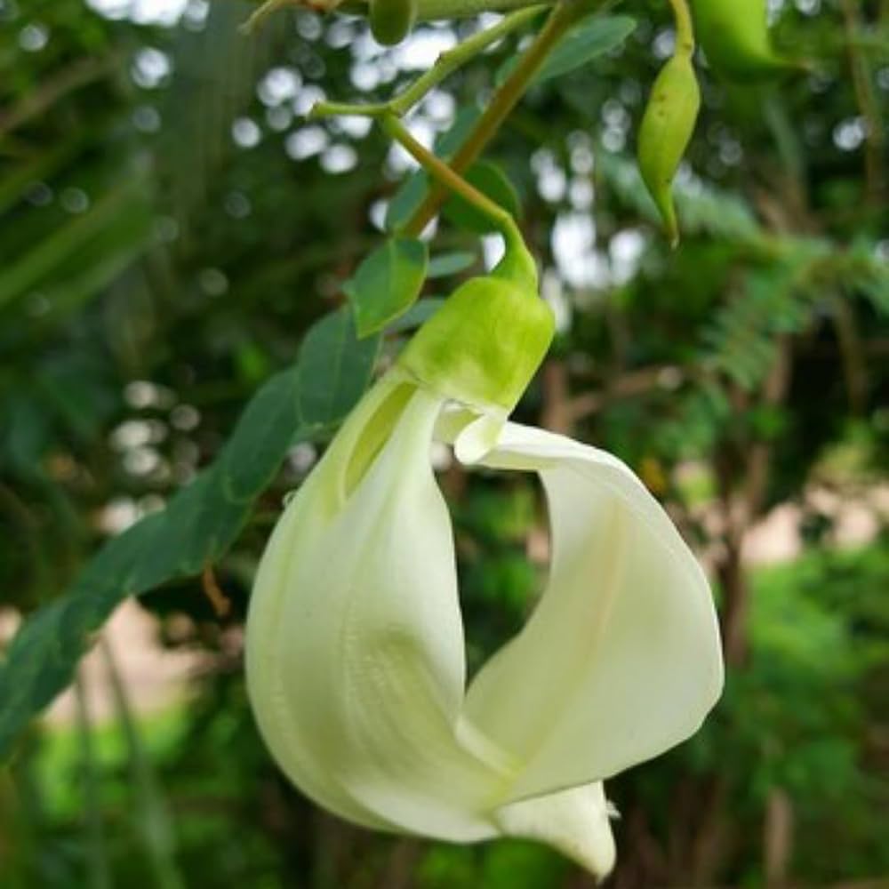 Heron Flower seeds for Planting - Long Bloom Season, Heirloom & GMO Free Seeds for Home Garden
 
 Sale seeds for home garden