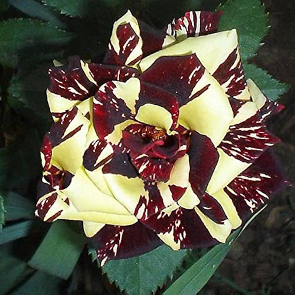 Red Yellow Abracadabra Flower Seeds Planting