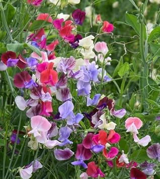 Heirloom Peas Flower seeds for Planting Vibrant Colors Heirloom & GMO Free Seeds for Home Garden
Sale for planting in home garden