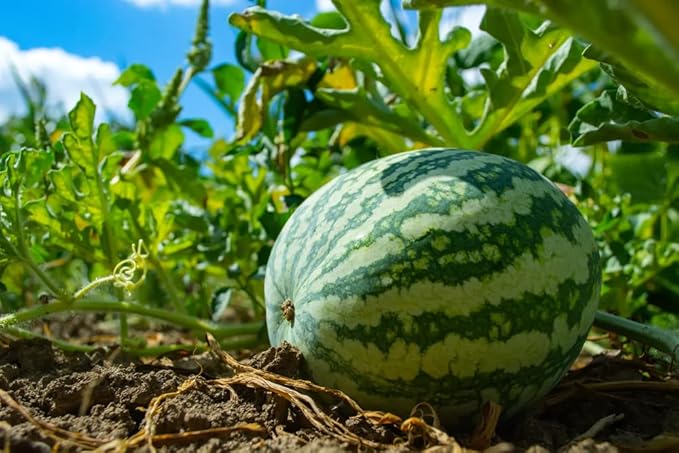 Klondike Striped Blue Ribbon Watermelon seeds for unique varieties