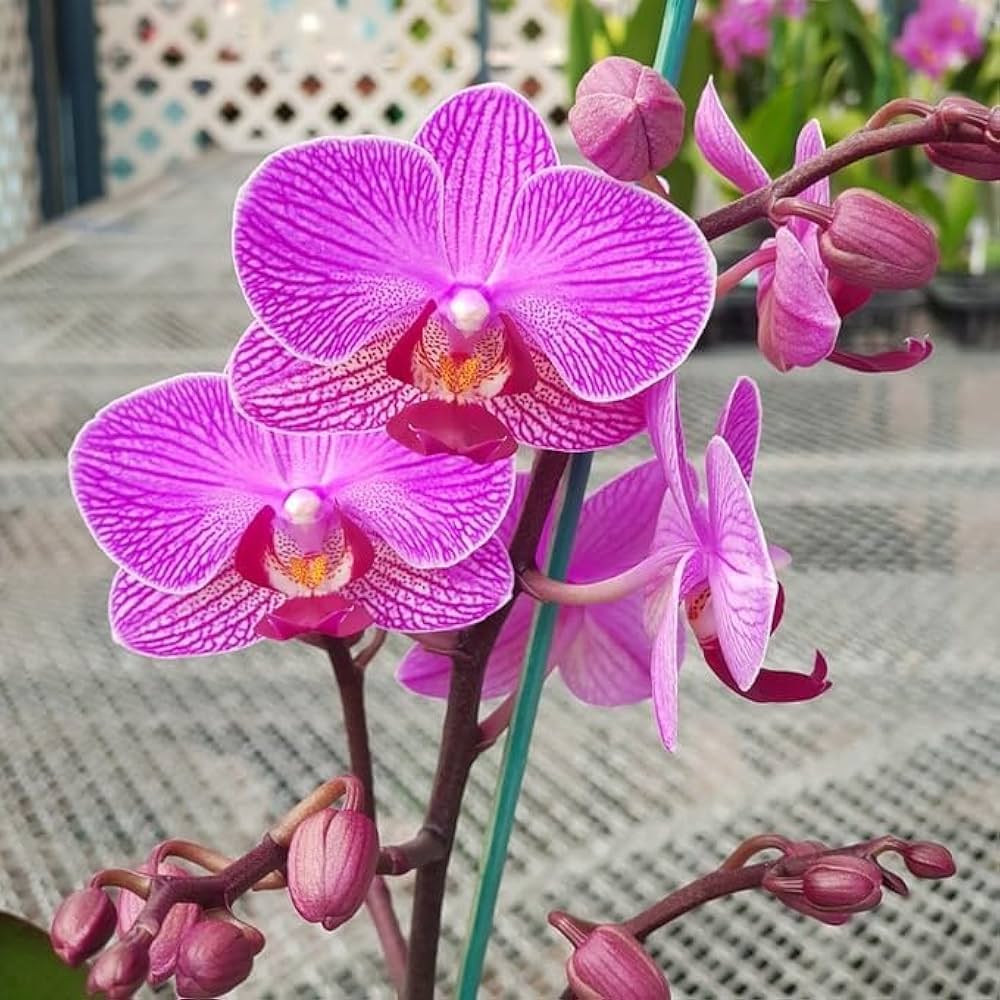 Dark Pink Phalaenopsis Orchid Seeds For Planting Flower