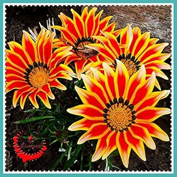 Red China Aster Flower Seeds for Planting Cut Flower Favorite Heirloom & GMO Free Seeds for Home Garden
 
 Sale for planting in home garden