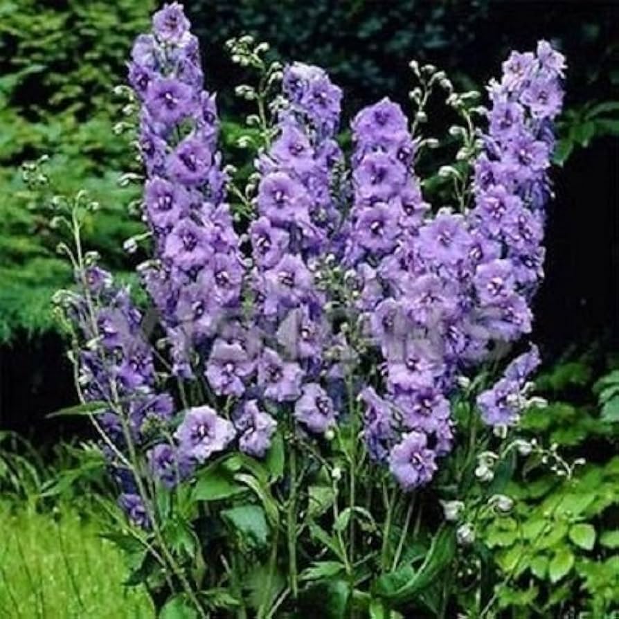 Lila Delphinium Mix for planting in flower bed