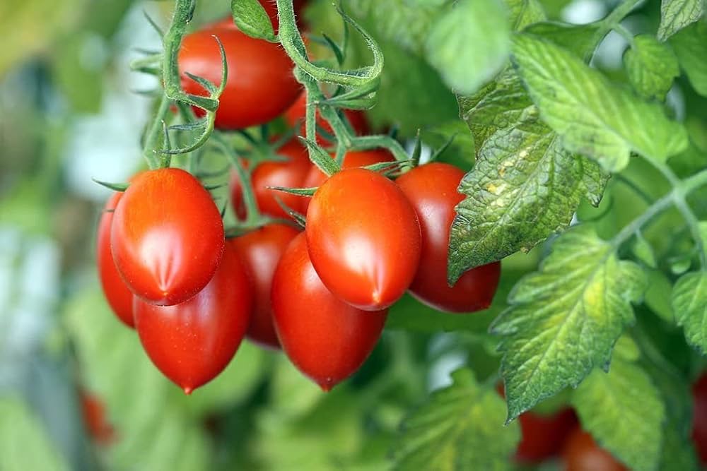 Long Cluster Tomato Solanum lycopersicum for planting in vegetable patch
