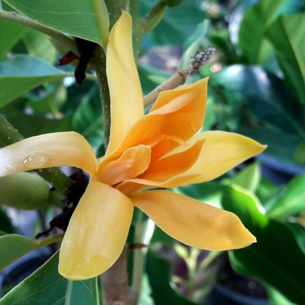 Yellow Magnolia Flower Seeds for Bold, Bright Garden Blooms