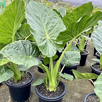 Alocasia Macrorrhiza Flower seeds for Planting - Bright Blooms, Heirloom & GMO Free Seeds for Home Garden
 
 Sale seeds for home garden