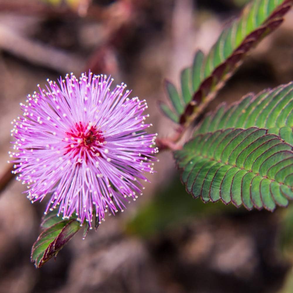 Purple Mimosa Pudica Flower seeds for Planting Cut Flower Favorite Heirloom & GMO Free Seeds for Home Garden 
 
 Sale seeds for home garden planting