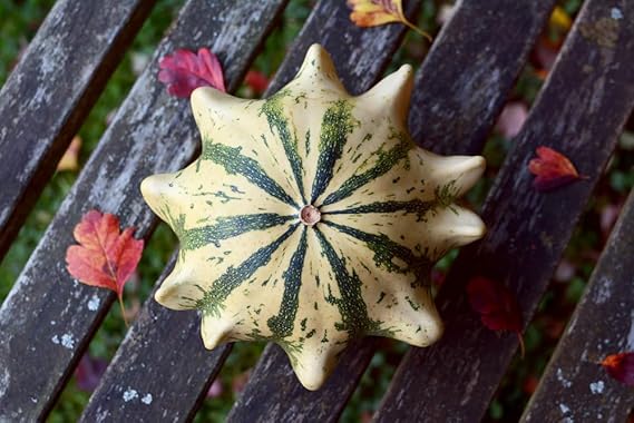 SHENOT Crown of Thorns Euphorbia milii for planting in garden