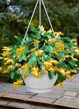 Multi Nasturtium Flower Seeds for Garden Shade Tolerant Heirloom & GMO Free Seeds for Home Garden
 
 Sale for planting in home garden