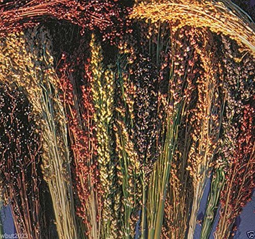 Seeds Broom Corn - Sorghum Vulgar Mixed Cream Gold Red Brown Burgundy And More Best Selling